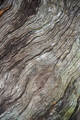 Close-up of rough tree bark with diagonal wavy line patterns for background. Grey oak bark texture, abstract natural background