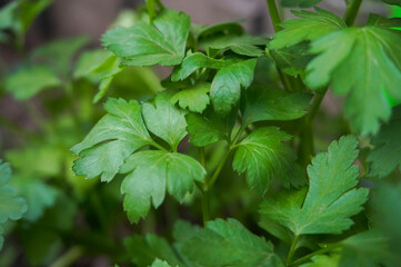 Parsley