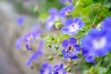Fototapeta premium flowers blooming