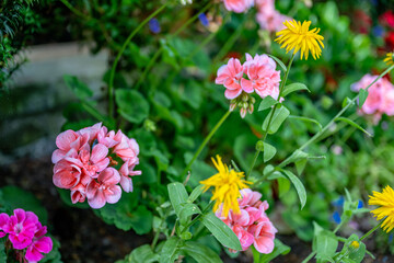 Fototapeta premium flowers blooming