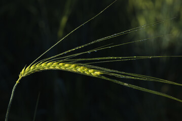 Grain, spelled, original spelled, God, grain field, Getreide,