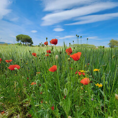 
Scarlet poppies and yellow chamomile among ripening wheat against the blue spring sky. Flowers and grass. Sunny, beautiful day.