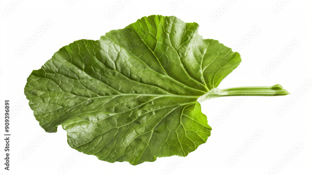 Wall mural A whole turnip leaf isolated on white