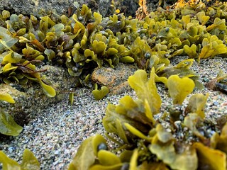 Closeup of Bladder Wrack or Fucus vesiculosus seaweed on the beach of the White Sea