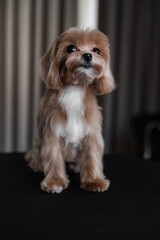 Adorable Small Dog Sitting on a Black Surface Indoors With Soft Lighting