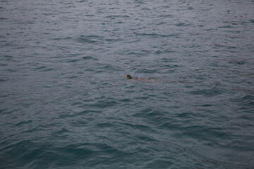 Fototapeta premium Hawaii green sea turtle underwater, view from surface