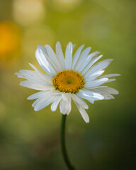 Obraz premium daisy flower closeup