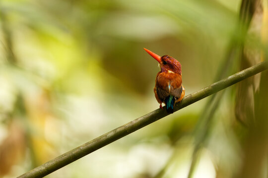 The Sulawesi dwarf kingfisher (Ceyx fallax) is a species of bird in the family Alcedinidae that is endemic to Sulawesi island, Indonesia.