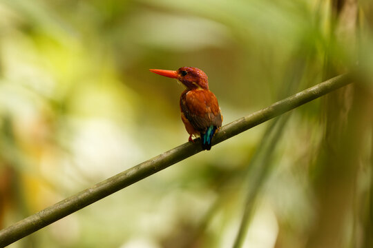 The Sulawesi dwarf kingfisher (Ceyx fallax) is a species of bird in the family Alcedinidae that is endemic to Sulawesi island, Indonesia.