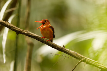 The Sulawesi dwarf kingfisher (Ceyx fallax) is a species of bird in the family Alcedinidae that is endemic to Sulawesi island, Indonesia.