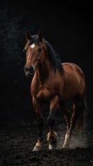 Obraz premium horse on plain black background with copy space backdrop portrait