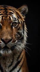 Fototapeta premium tiger on plain black background with copy space backdrop portrait
