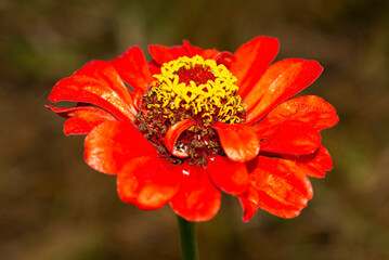 Red zinnia flower in the garden