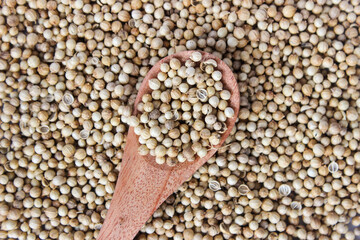White Pepper or Peppercorns in a wooden spoon with peppercorns background. Food ingredient