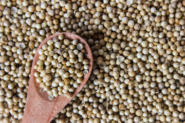 White Pepper or Peppercorns in a wooden spoon with peppercorns background. Food ingredient