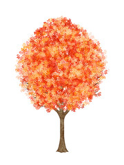 赤い葉が生い茂った木