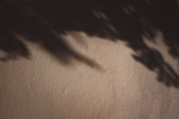 A shadow of a tree is cast on a wall