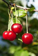 Obraz premium red cherries on a branch with raindrops