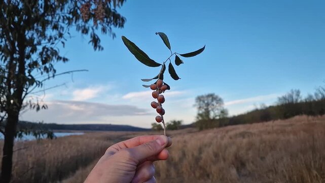 Hand holding an Oleaster tree twig with a cluster of wild berries over the idyllic rural background. Autumn season fruits and a picturesque view. Ripe elaeagnus angustifolia or Russian olive