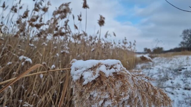 Dry reed covered with snow swaying in the wind. Wild frosty bulrush plant seeds in winter season