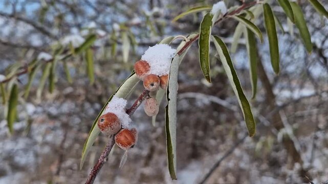 Closeup oleaster tree branch with a bunch of wild berries covered with snow. Elaeagnus angustifolia fruits or russian olive silver berry in winter season