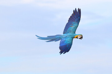 Beautiful Blue and Gold Macaw parrot flying in the sky. Free flying bird