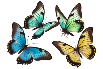 set of beautiful blue green yellow butterflys isolated on white or transparent png butterflies insect wing collection many butterfly summer animal silhouette art