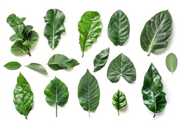 lush collection of intricately detailed green leaves from javanese treebine showcasing the plants diverse foliage shapes isolated against a crisp white background