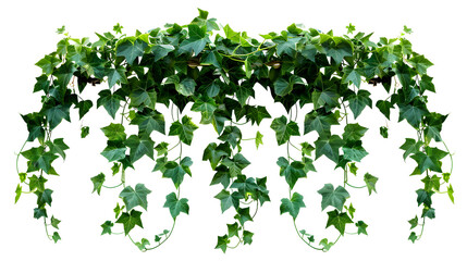 A collection of trailing ivy vines, perfect for adding a touch of elegant greenery to both indoor and outdoor spaces. on Transparent PNG