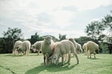Fototapeta premium A close-up of a group of sheep standing in a field on a cold, sunny winter day.