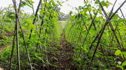 A view of rows of green bean plants growing on trellises in a field. Rows of Bean Plants Growing on Trellis Backgrounds. Agricultural concept