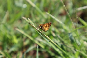 moth on grass