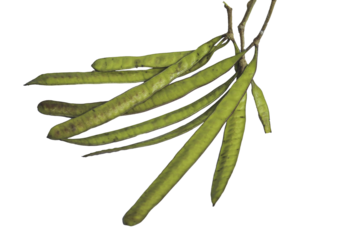 fresh green Lamtoro (Leucaena leucocephala) fruit, perfect for botanical, culinary, and agricultural projects. Isolated transparent background png