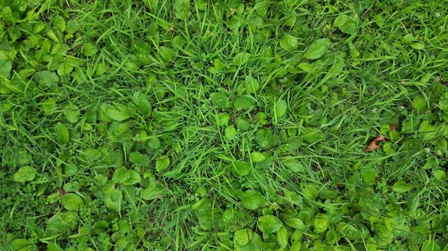 close up of green grass flying overhead (drone footage moving forward) rising (leaves blowing in the breeze windy day) wind moving blades of grasses on fresh lawn in summer spring
