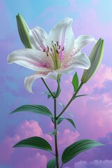 Fototapeta premium White pink lily flower with green stem and bud on purple-blue background with clouds, photorealistic high-resolution