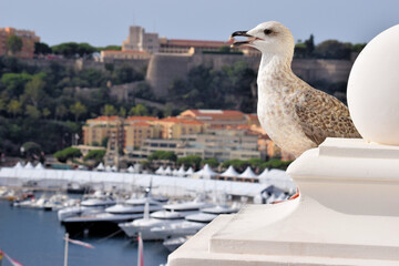 Seagull of Monte Carlo, Monaco, Hôtel de Paris 