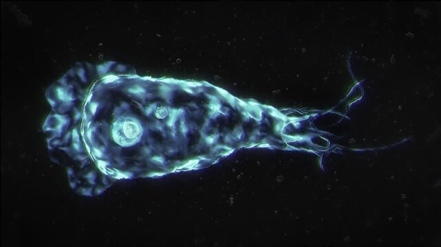 Amoeba parasite Micro Organism Loop 4k resolution