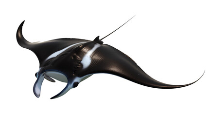 Graceful Manta Ray Gliding Underwater