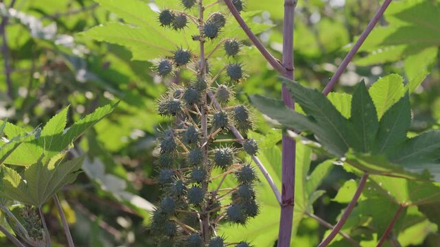 A handheld close up shot of a castor bean plant with castor seeds in focus and leaves swaying to light breeze during a sunny day