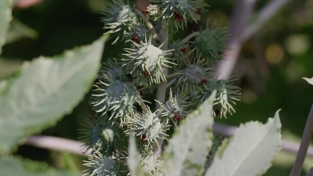 A handheld extreme close-up shot of castor beans swaying in sunny afternoon breeze on a castor farm