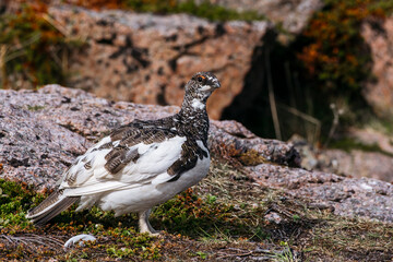 Majestic Wild Ptarmigan in Natural Rocky Habitat