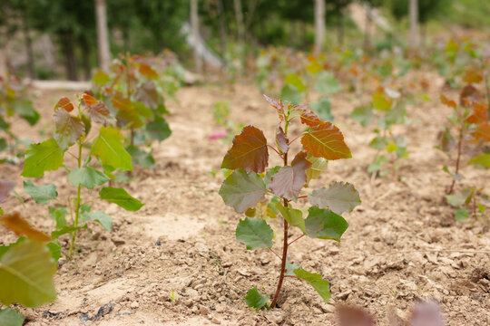 Poplar seedlings in cultivation outdoors