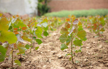 Poplar seedlings in cultivation outdoors