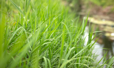 lush water grass by the river