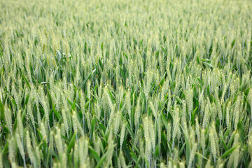 A large wheat field about to mature