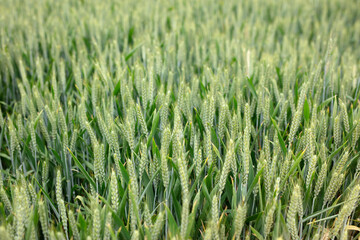 A large wheat field about to mature