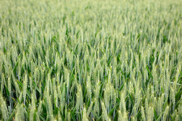 A large wheat field about to mature