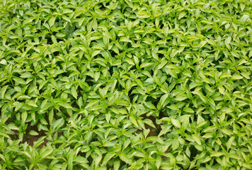 Cultivated pepper seedlings in the fields
