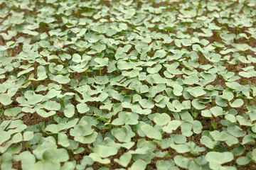 Well-growing cotton seedlings in farmland