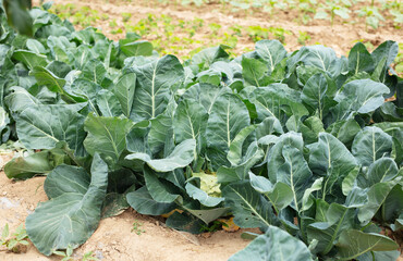 Growing lush cabbage in farmland